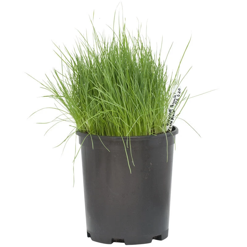 Organic Ryegrass, Tetraploid Perennial (lb) 2 Organic Ryegrass, Tetraploid Perennial (lb) - Image 2