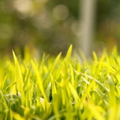 Sudangrass Seed (lb) 5 Sudangrass Seed (lb) -Garden Supplies Sales Store scg702 web