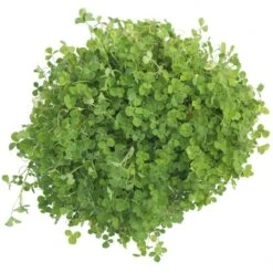 Crimson Clover - Nitrocoated Seed (lb) -Garden Supplies Sales Store scl310 a