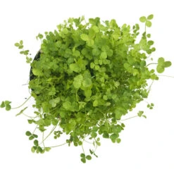 Ladino White Clover - Nitrocoated Seed (lb) -Garden Supplies Sales Store scl320 b 1