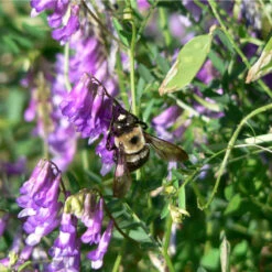 Organic Purple Vetch - Raw Seed (lb) -Garden Supplies Sales Store scl620a 2