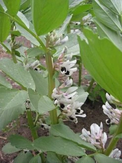 Fava Bean, Windsor, Raw Seed (lb) 8 Fava Bean, Windsor, Raw Seed (lb) -Garden Supplies Sales Store scl700 flwr 1