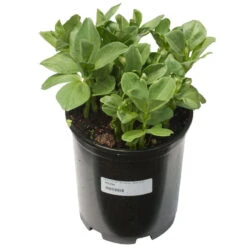 Broad Windsor Fava Bean Seeds (Organic) -Garden Supplies Sales Store scl705a 1