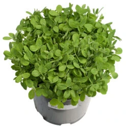 Biomaster Peas - Raw Seed (lb) -Garden Supplies Sales Store scl848 a