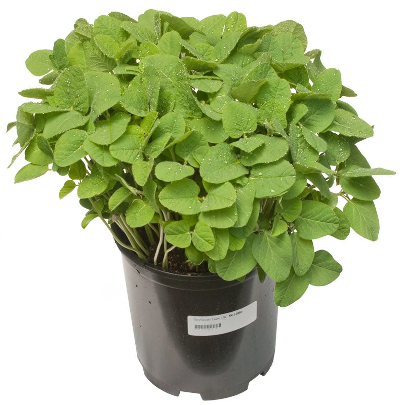 Soybeans - Raw Seed (lb) 2 Soybeans - Raw Seed (lb) - Image 2