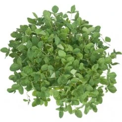 Soybeans - Raw Seed (lb) 6 Soybeans - Raw Seed (lb) -Garden Supplies Sales Store scl860 a 2