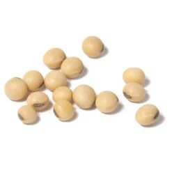 Soybeans - Raw Seed (lb) 7 Soybeans - Raw Seed (lb) -Garden Supplies Sales Store scl860 cat
