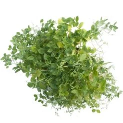 Peaceful Valley Premium Soil Builder Mix - Raw Seed (lb) -Garden Supplies Sales Store scm120 a 2