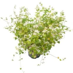 Peaceful Valley Summer Soil Builder Mix - Raw Seed (lb) -Garden Supplies Sales Store scm150 b