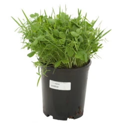 Peaceful Valley Legume Oat Mix #1 - Raw Seed (lb) -Garden Supplies Sales Store scm350 a 1