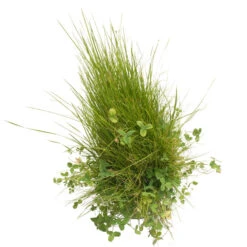 Peaceful Valley Roadway Mix - Nitrocoated Seed (lb) -Garden Supplies Sales Store scm550 d