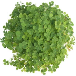Subterranean Clover Mix - Nitrocoated Seed (lb) -Garden Supplies Sales Store scm600 c