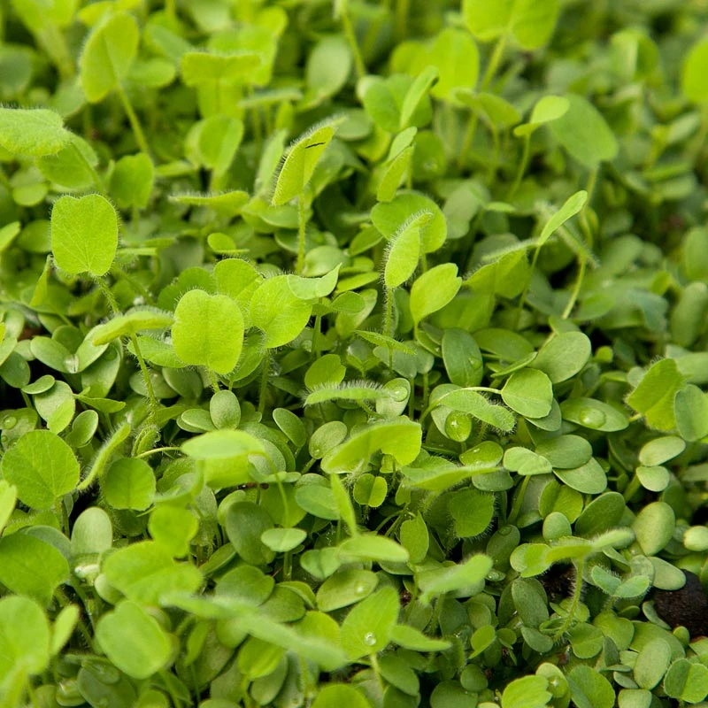 Peaceful Valley Easy Care Cover Crop Mix - Nitrocoated Seed (lb) 2 Peaceful Valley Easy Care Cover Crop Mix - Nitrocoated Seed (lb) - Image 2