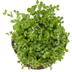 Peaceful Valley Winter Edible Cover Crop Mix - Raw Seed (lb) -Garden Supplies Sales Store scm900