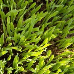 Beardless Barley Seed (lb) -Garden Supplies Sales Store scn100 web