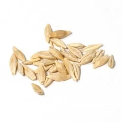 Beardless Barley Seed (lb) -Garden Supplies Sales Store scn100a