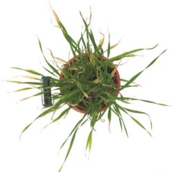 Beardless Barley Seed (lb) -Garden Supplies Sales Store scn100b