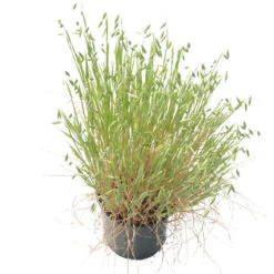 White Oats Seed (lb) -Garden Supplies Sales Store scn320 b