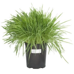 White Oats Seed (lb) -Garden Supplies Sales Store scn320 c