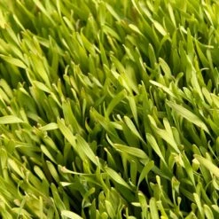Cereal Rye Seed (Cold Hardy) (lb) 10 Cereal Rye Seed (Cold Hardy) (lb) -Garden Supplies Sales Store scn395 web