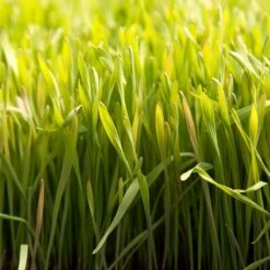 Cereal Rye Seed (Cold Hardy) (lb) 11 Cereal Rye Seed (Cold Hardy) (lb) -Garden Supplies Sales Store scn395 web2