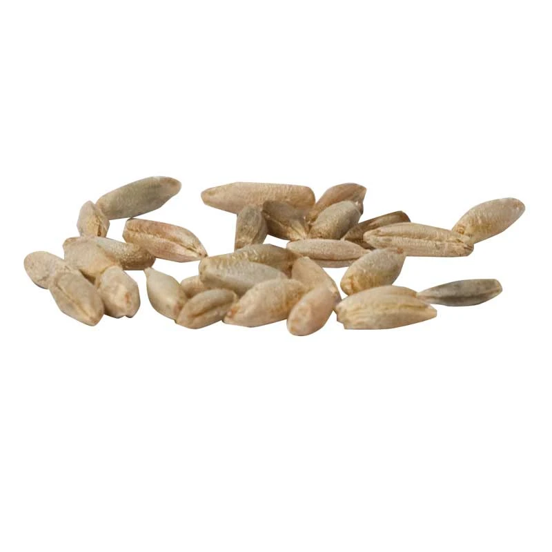 Cereal Rye Seed (Cold Hardy) (lb) 4 Cereal Rye Seed (Cold Hardy) (lb) - Image 4