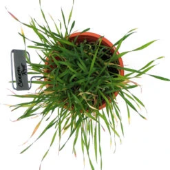 Cereal Rye Seed (Cold Hardy) (lb) 8 Cereal Rye Seed (Cold Hardy) (lb) -Garden Supplies Sales Store scn395b