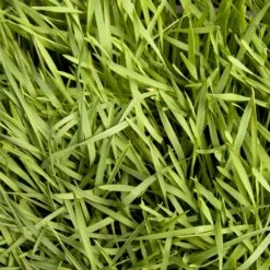 Organic Triticale Seed (lb) -Garden Supplies Sales Store scn449 5 web