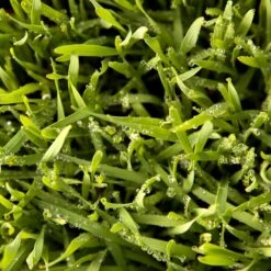 Juan Triticale Seed (lb) -Garden Supplies Sales Store scn451 web