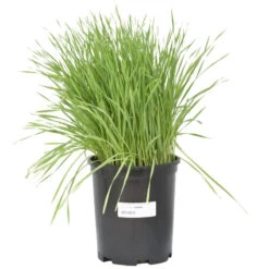 Wheat Red Winter Seed (lb) -Garden Supplies Sales Store scn500 b