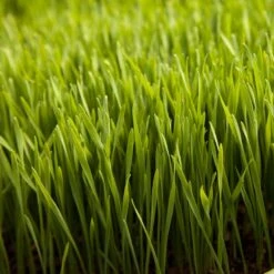 Wheat Red Winter Seed (lb) -Garden Supplies Sales Store scn500 web