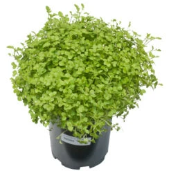 Mustard Mix Seed (lb) -Garden Supplies Sales Store scn755 a 1