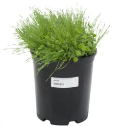 Peaceful Valley Premium Erosion Mix - Nitrocoated Seed (lb) -Garden Supplies Sales Store sec300 a