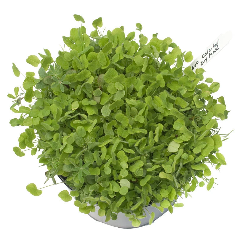 Peaceful Valley Regional Western Colorful Dryland Wildflower Mix - Nitrocoated Seed (lb) 2 Peaceful Valley Regional Western Colorful Dryland Wildflower Mix - Nitrocoated Seed (lb) - Image 2