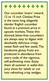 Renee's Garden Cucumber English Chelsea Prize 3 Renee's Garden Cucumber English Chelsea Prize - Image 3
