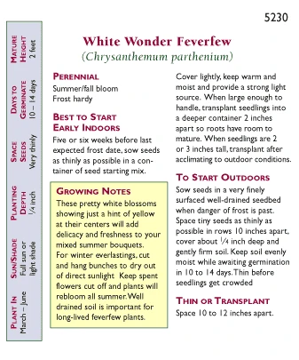 Renee's Garden Feverfew Double White Wonder 2 Renee's Garden Feverfew Double White Wonder - Image 2