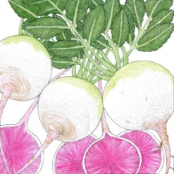 Watermelon Radish Seeds (Organic) -Garden Supplies Sales Store snv5498
