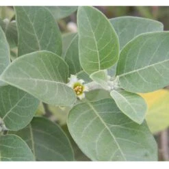 Strictly Medicinal Organic Ashwagandha -Garden Supplies Sales Store snv7003 web