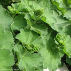 Strictly Medicinal Organic Lady's Mantle -Garden Supplies Sales Store snv7026b