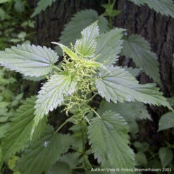 Strictly Medicinal Organic Stinging Nettles -Garden Supplies Sales Store snv7031b