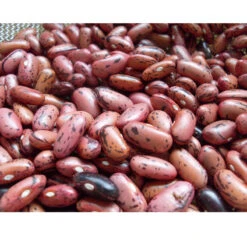 Rosso Di Lucca Bush Bean Seeds (Organic) -Garden Supplies Sales Store snv8009 web3