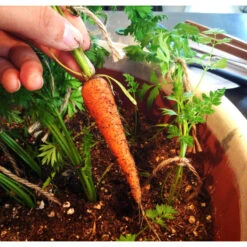 Little Finger Carrot Seeds (Organic) 5 Little Finger Carrot Seeds (Organic) -Garden Supplies Sales Store snv8026 web