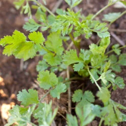 Organic Cilantro -Garden Supplies Sales Store snv8035 a 2