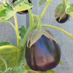 Organic Eggplant, Black Beauty (1 Oz) -Garden Supplies Sales Store snv8053 web 1