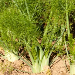 Florence Fennel Seeds (Organic) -Garden Supplies Sales Store snv8057 a 1