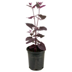 Red Orach Seeds (Organic) -Garden Supplies Sales Store snv8064 web2