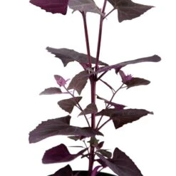Organic Orach, Red (1 Oz) 6 Organic Orach, Red (1 Oz) -Garden Supplies Sales Store snv8064 web 1