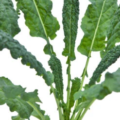 Lacinato Kale Seeds (Organic) -Garden Supplies Sales Store snv8067 web
