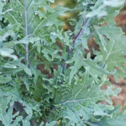 Red Russian Kale Seeds (Organic) -Garden Supplies Sales Store snv8070 b