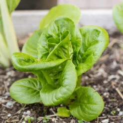 Mesclun Spicy Mix Greens Seeds (Organic) -Garden Supplies Sales Store snv8079 14 2 1